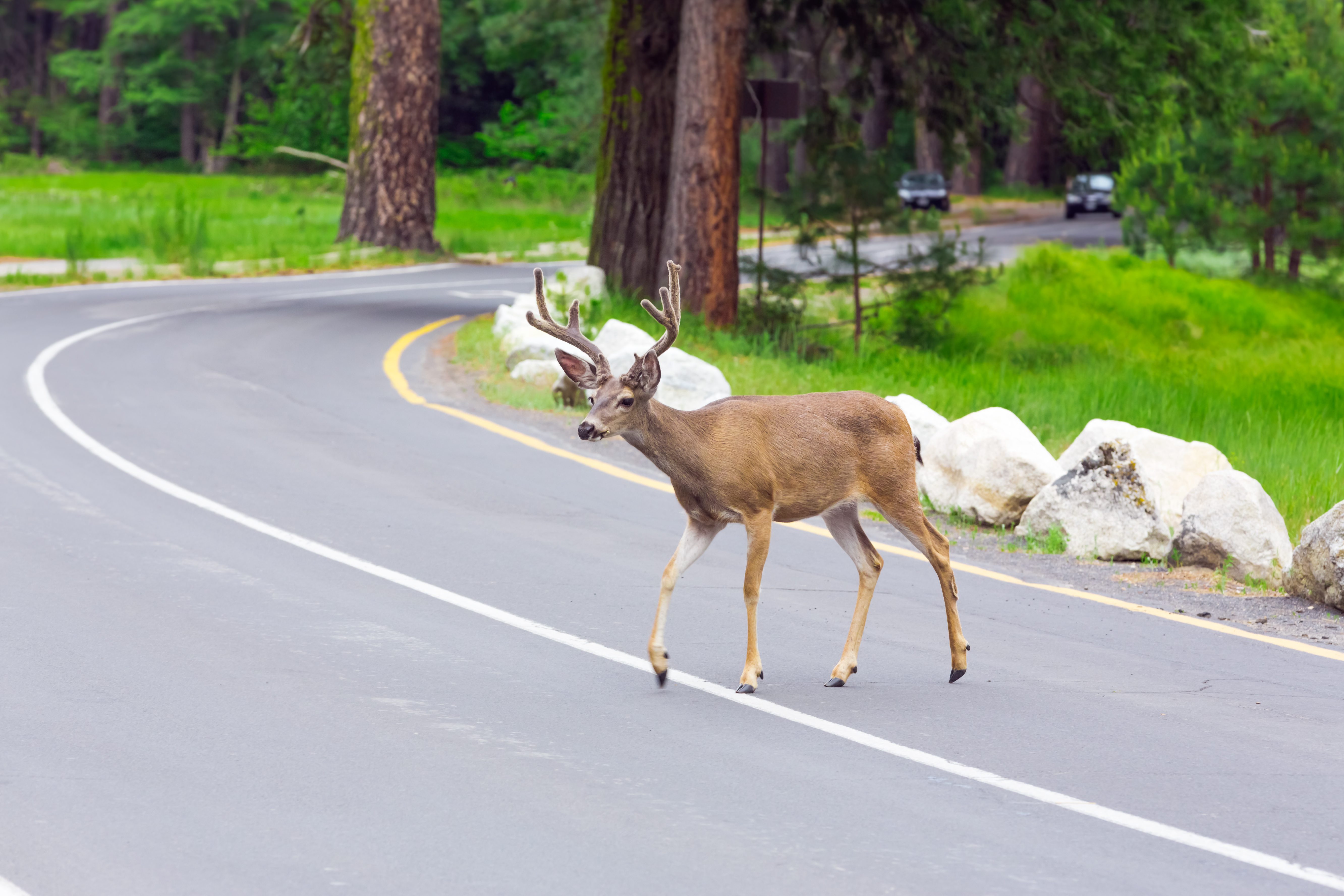 Deer on the road? Here's what to do